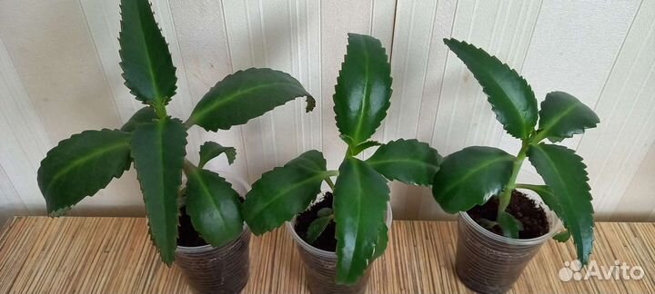 Каланхоэ лечебное