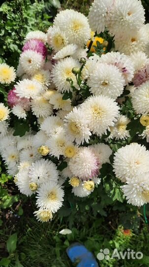 Хризантема