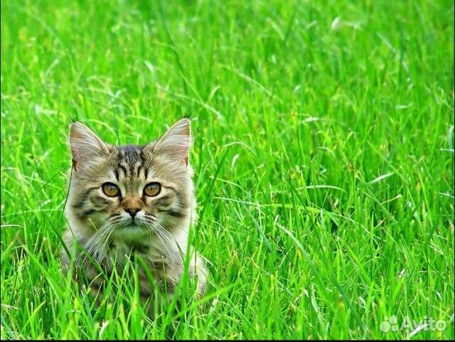 Семена многолетнего газона