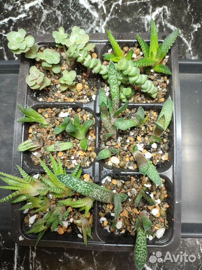 Суккуленты