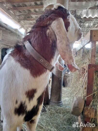 Козы камори