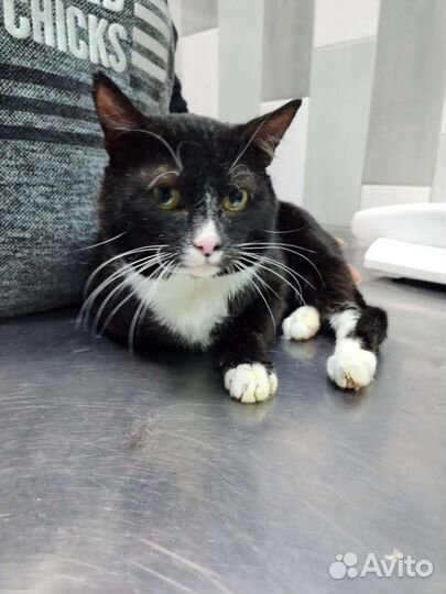 Отдам кота в добрые руки