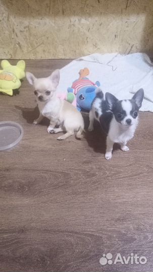 Мальчишки чишки