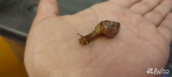 Улитки ахатины