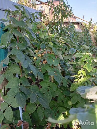 Саженцы малины, персика, унаби,тарусы, гибискуса