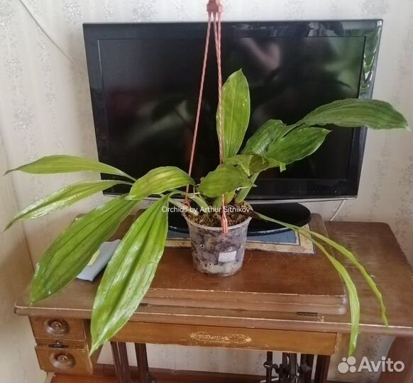 Орхидея Coelogyne целогина