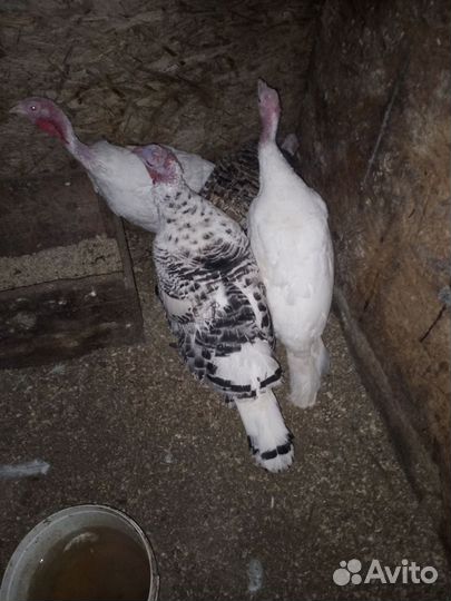 Индюки домашние