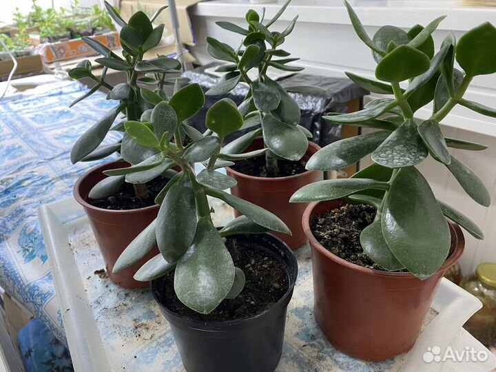 Денежное дерево толстянка