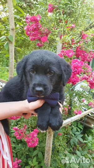 Щенки в добрые руки