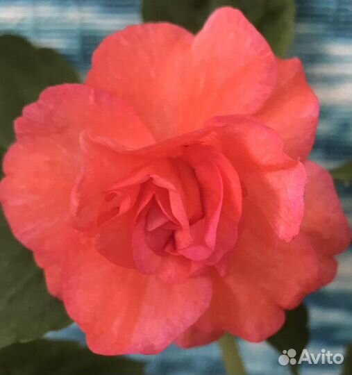 Бальзамин ванька мокрый сортовой махровый