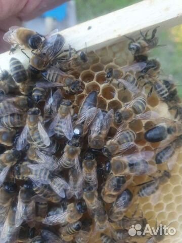 Пчеломатки Карника 2023 объявление продам
