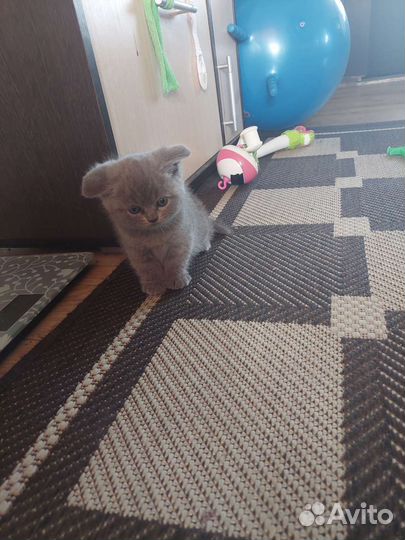 Британский котенок