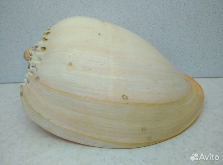 Тона17,50 морская ракушка раковина