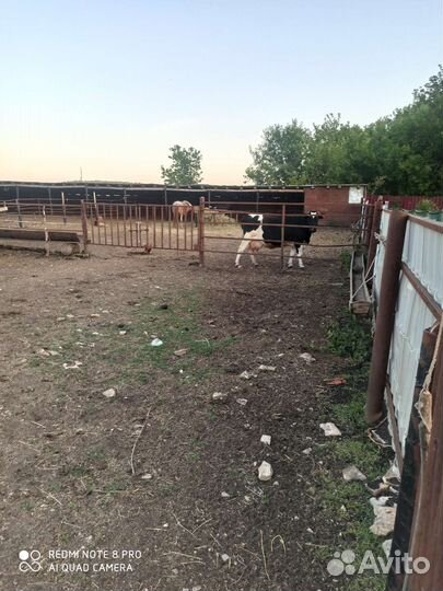 Овцы на обмен крс или лошади