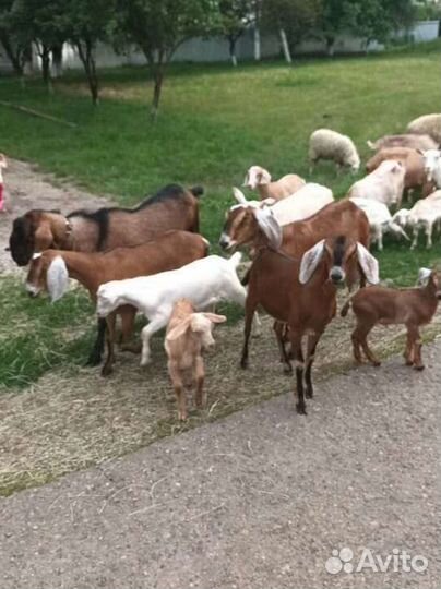 Бараны и козы