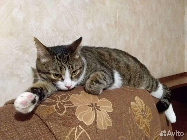 Кот Маркиз в добрые руки