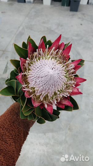 Протея букет