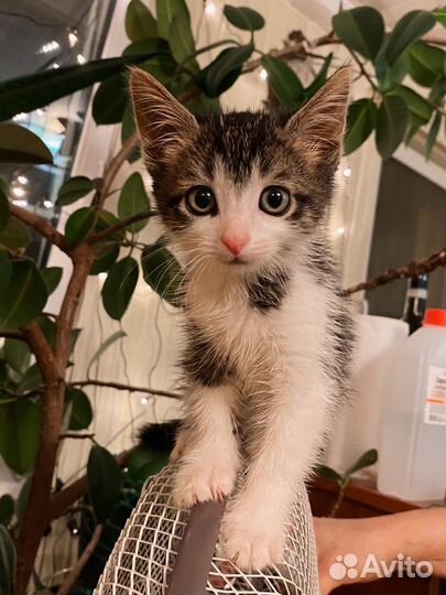Ласковый котёнок мальчик с пятнышком 2,5 м
