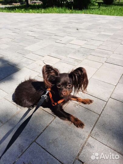 Девочка той