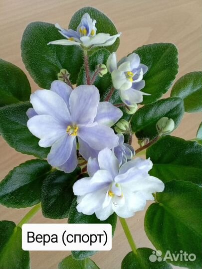 Фиалки миниатюры