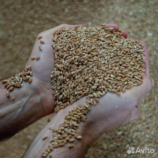 Зерно пшеница