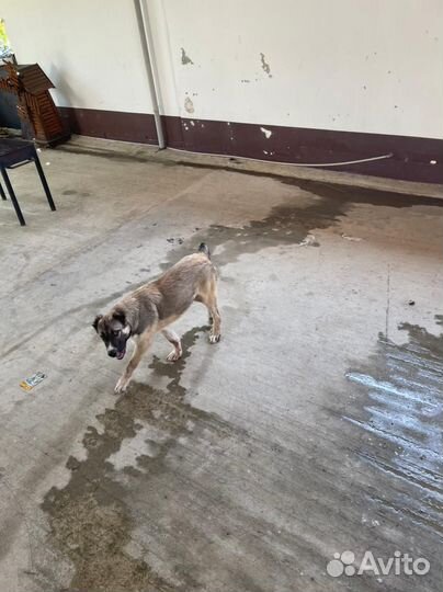 Собака Алабай