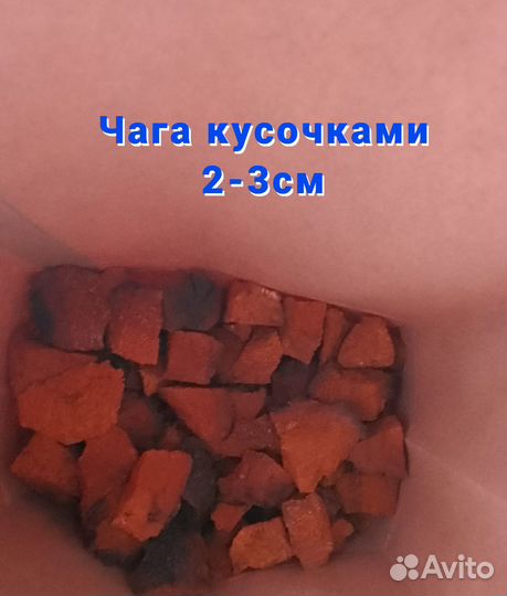 Чага для иммунитета от сборщика