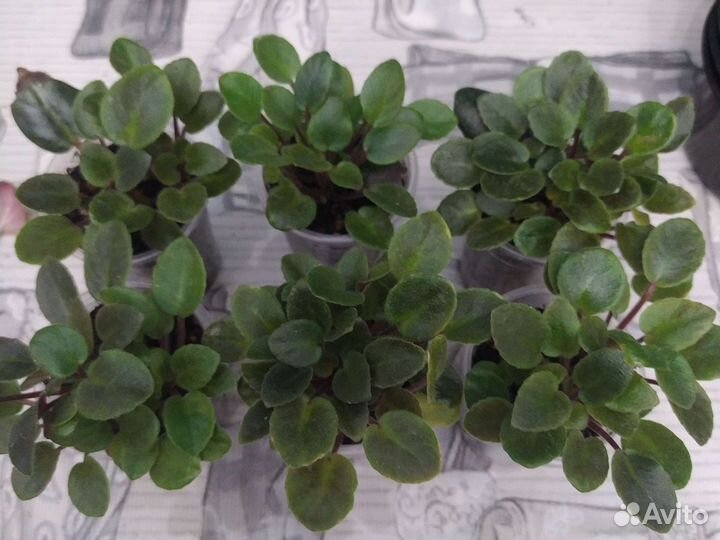 Кустовая Фиалка Dancin'g Trail