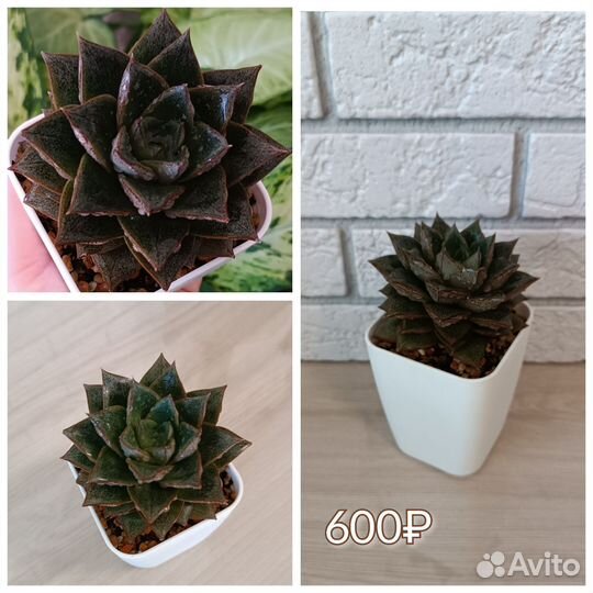 Суккуленты