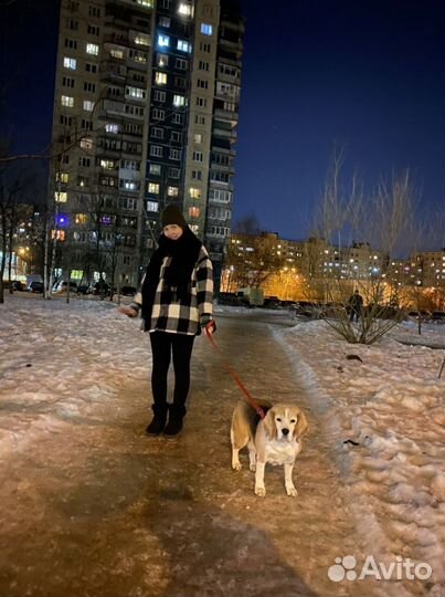 Догситтер,передержка, помощь оформлении документов