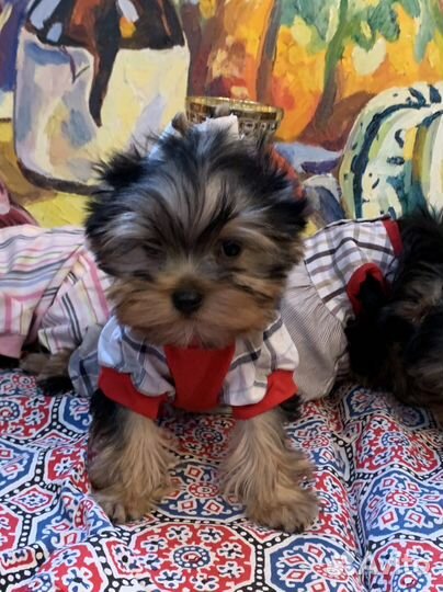 Йоркширский терьер