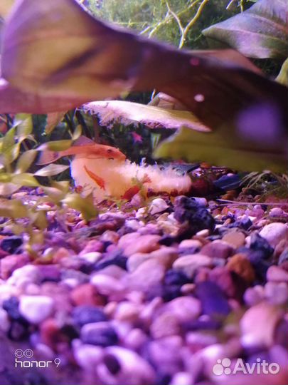 Сомик Анциструс супер рэд