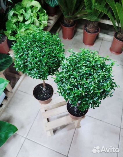 Мирт на штамбе