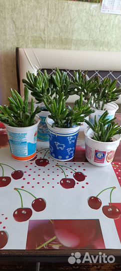 Крассула хоббит