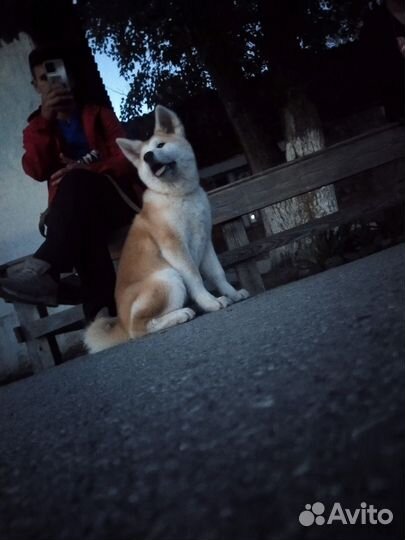 Маленькая собака