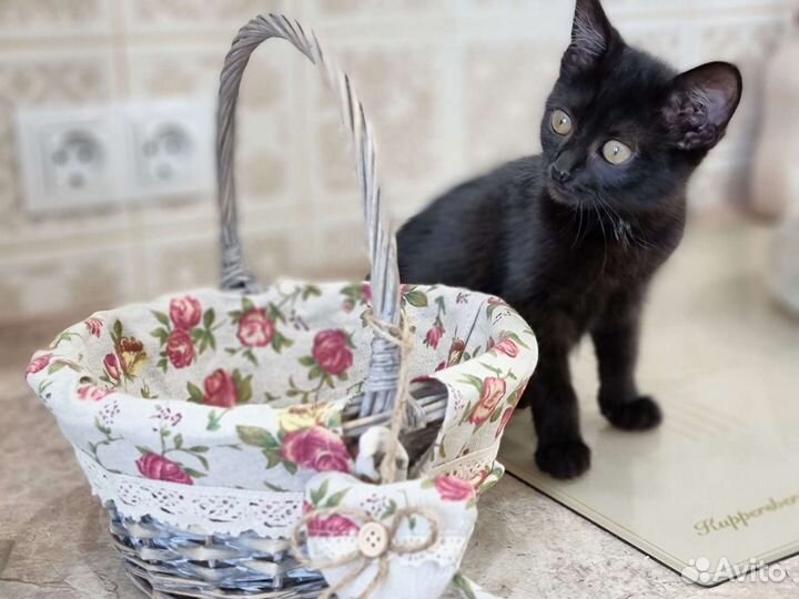 Котята девочки, приучены, в квартиру