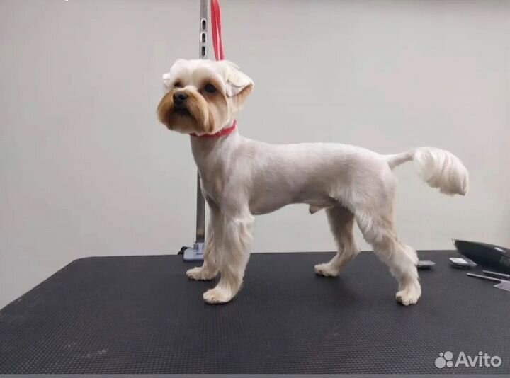 Йоркширский терьер