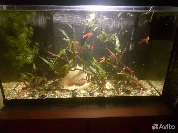 Аквариум с рыбками
