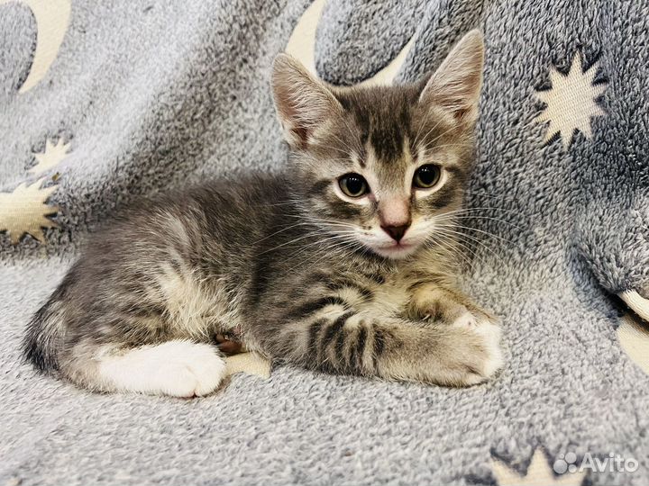 Полосатые котята в добрые руки