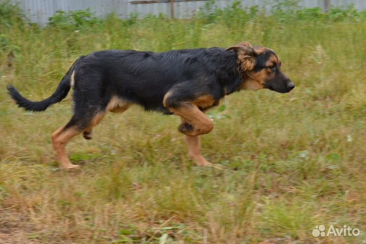 Малыш Байкал ждет хозяина