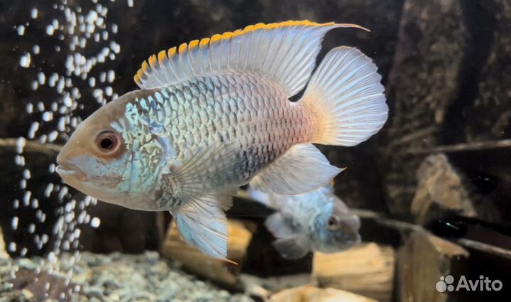 Аквариумные рыбки. Нанокара. Малыши