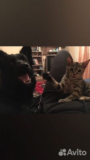 Собака для вязки