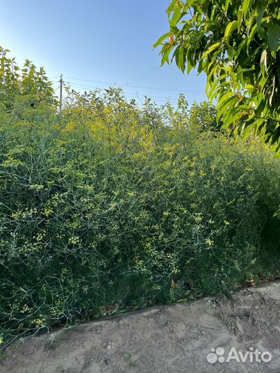 Укроп для засолки