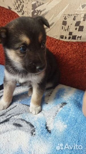 Овчарка малинуа