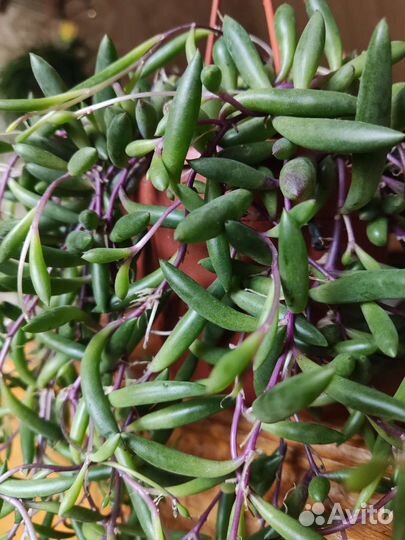 Сенецио purple flush