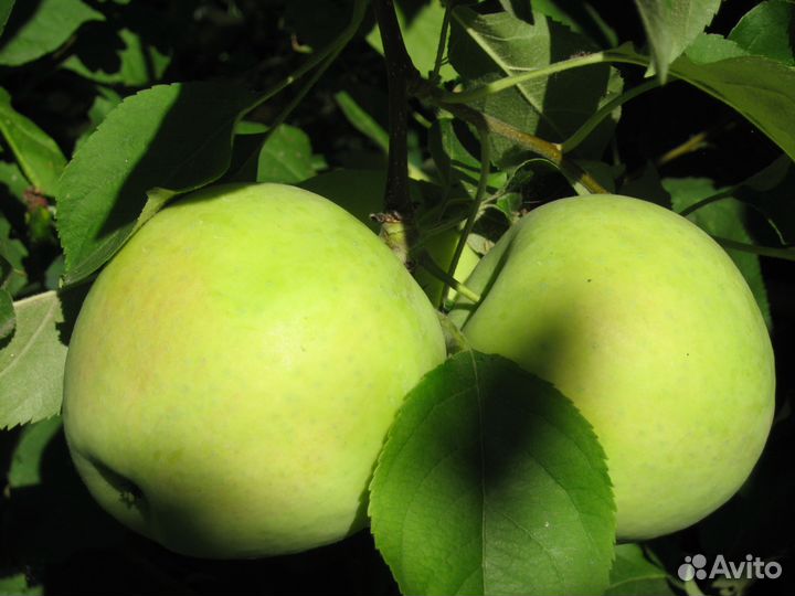 Саженцы плодово-ягодных культур