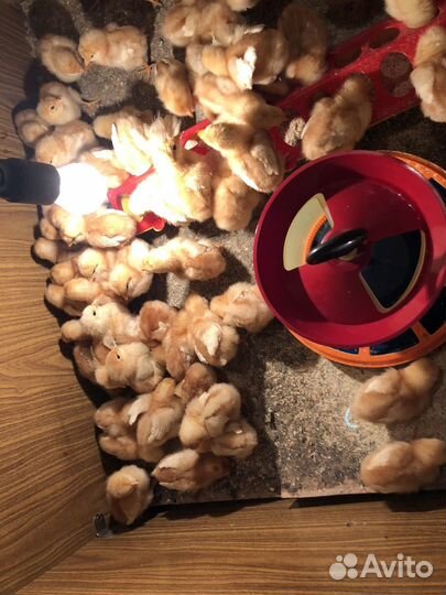 Цыплята Ломан Браун