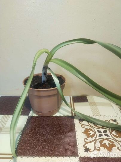 Гиппеаструм амариллис луковицы