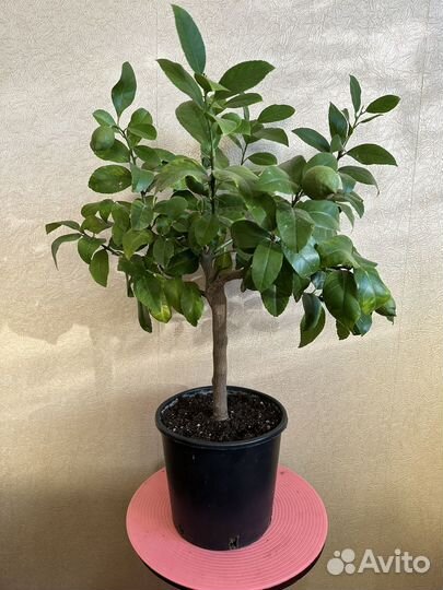 Лимон Лунарио