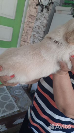 Щенки Голден ретривера